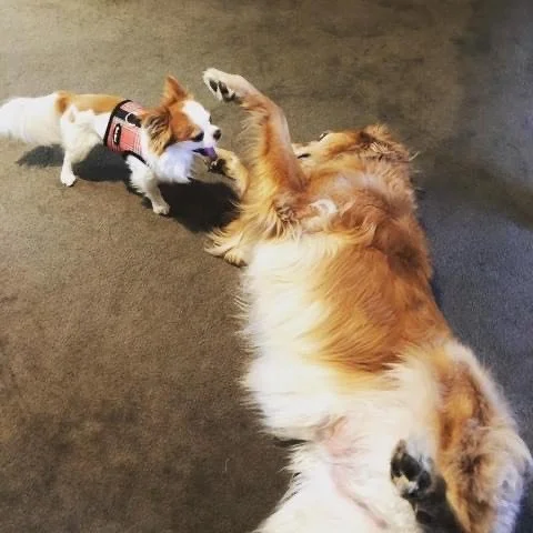 Birch & Leo